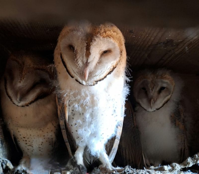 🦉 Den geretteten Eulen geht es gut! 🦉