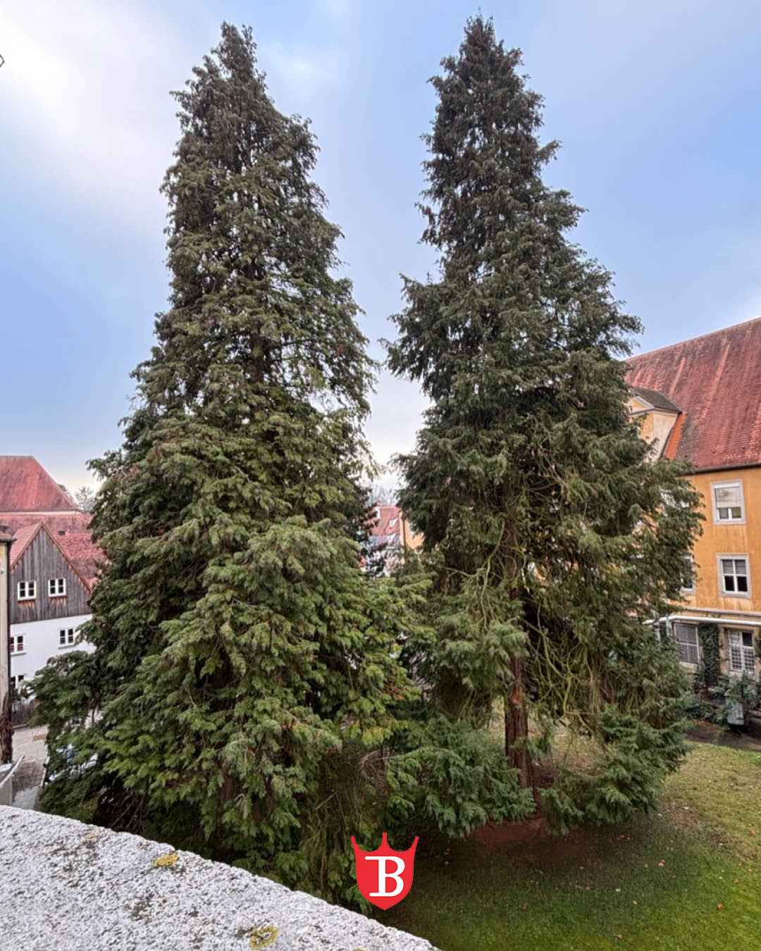 🌲 Zwei Bäume, zwei Geschichten – und ein Stück Unternehmenschronik 🌲